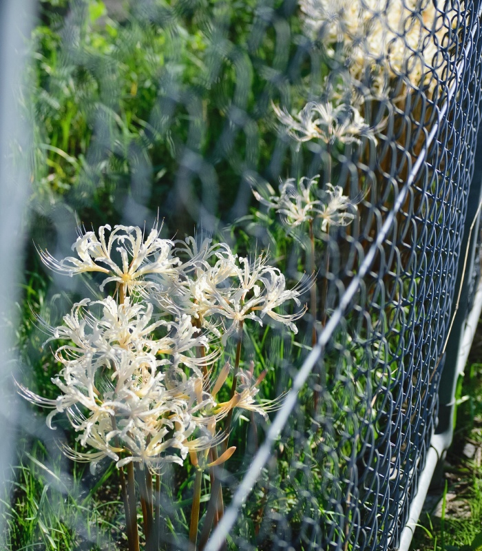 Pose de clôture grillagée